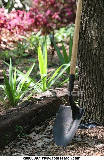 Shovel at Rest Growing Citrus, Garden Shovel, Garden Spade, Garden Maintenance, Garden Equipment, Garden Borders, Fruit Garden, Welcome Spring, Growing Food