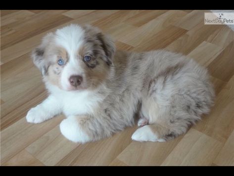 Tri Color Mini Aussie, Australian Sheep Dog, Australian Shepherd Red Tri, Australian Sheep, Aussie Shepherd, Sheep Dog, Australian Shepherd Puppy, Aussie Puppies, Australian Shepherd Puppies