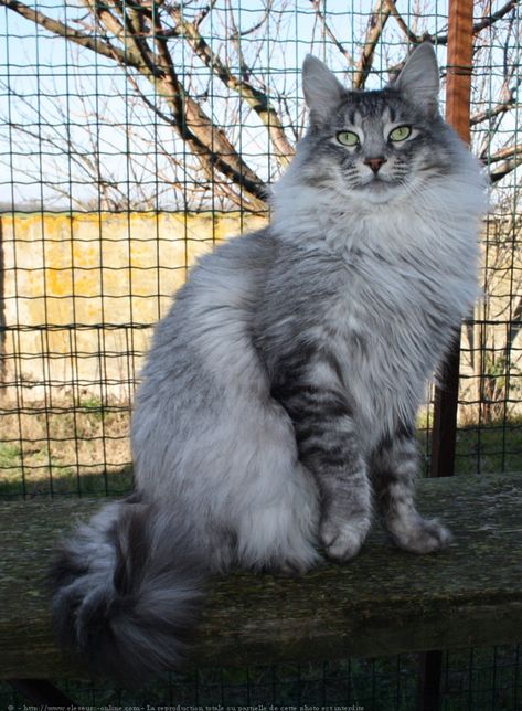 Angora turc Flea Shampoo For Cats, House Cats, Beautiful Cat Breeds, Cat Box, Cat Photography, Russian Blue, Cat Playing, Maine Coon, Beautiful Cats