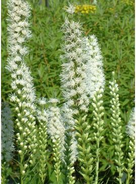 Liatris spicata 'Alba' Flowers Opening, Liatris Spicata, Fluffy Flowers, Water Wise Landscaping, Beth Chatto, Blazing Star, Buy Plants Online, Perennial Border, Buy Plants