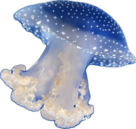 Water 
Jellyfish 
Blue
Ocean Jellyfish White Background, White Spotted Jellyfish, Jellyfish Transparent, Spotted Jellyfish, Fish Png, Collage Elements, Blue Jellyfish, Jelly Fish, Transparent Png