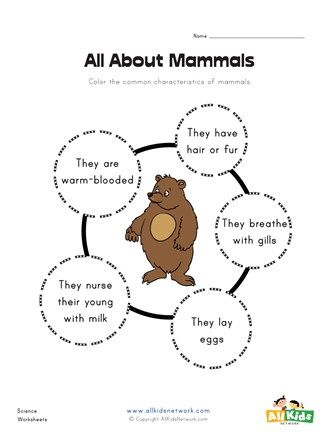 All About Mammals Worksheet | All Kids Network Mammals Worksheet, 3rd Grade Math Worksheets, Animal Classification, Animal Worksheets, First Grade Worksheets, Kindergarten Worksheets Printable, Worksheets For Kindergarten, Animal Groups, Primary Students