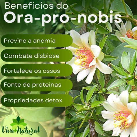 O nome científico da ora-pro-nobis é Pereskia aculeata, pertence a família Cactaceae. Esta planta apresenta outros nomes populares como Trepadeira-limão, groselha-de-barbados, lobrobo, carne-de-pobre. A Ora-pro-nóbis se trata de um arbusto com característica de uma trepadeira que apresenta folhas suculentas e comestíveis. Nós usamos sua folhas e frutos maduros, os quais são ricos princípios ativos, nutrientes como proteínas, lisina, vitaminas A, B e C, cálcio, fósforo, ferro, magnésio... R A, Herbs, How To Plan