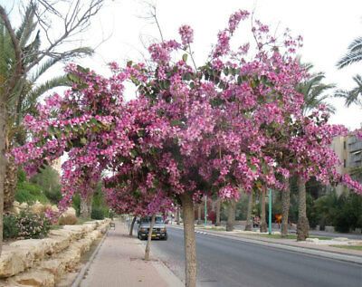 Bauhinia Variegata, Orchid Tree, Dream Plants, Street Trees, Hidden Garden, Beautiful Trees, Garden Shrubs, Tree Seeds, Ornamental Trees