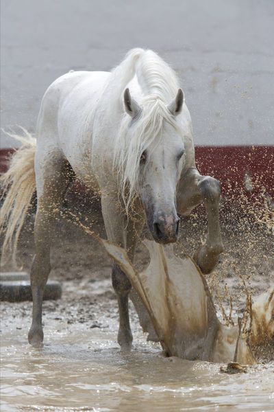 Physics Drawing, Christian Horse Wallpaper, Muddy Horse, Horse In Water Photography, Andalusian Horses, Horse Drinking Water Painting, Arabic Horse Photography, Spanish Horse, White Horse On Beach