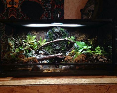 Crocodile Skink Enclosure, Skink Enclosure, Crocodile Skink, Snake House, Bioactive Vivarium, Tiger Salamander, Pet Enclosures, Snail Tank, Frog Habitat