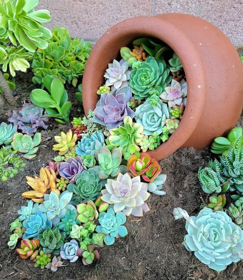 Succulent Front Yard Landscaping, Succulent Front Yard, Rockery Ideas, Foundation House, Plant Growing Tips, Landscaping Succulents, Periwinkle Plant, Xeriscape Front Yard, Succulent Landscape