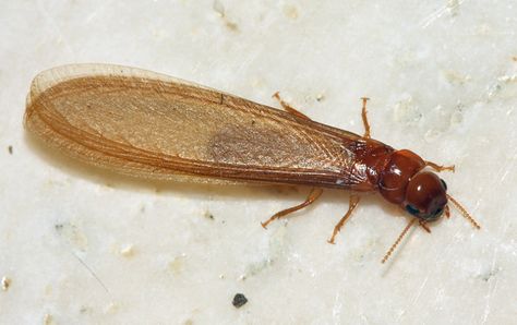 Winged termite (Gamu-gamo?) Flying Termites, White Ant, Flying Ants, Wings Flying, Fly Spray, After Rain, Wooden Buildings, The Colony, Free Kick