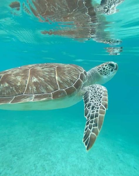 Snorkeling with this beautiful guy would surely be an adventure! Swimming With Turtles, Terrapin, Private Jets, Vacation Villas, Phuket Thailand, Marine Biology, Ocean Creatures, Private Jet, Phuket