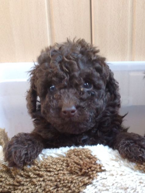 Chocolate Cavoodle, Cavapoo Puppies, Pet Remembrance, Dog Breeds, Puppies, Dogs, Animals