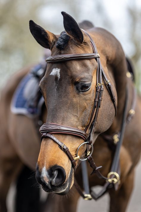 The Lemieux Kudos Competition Bridle is one of our best-selling bridles! ❤️ Made from beautifully soft European leather and feature an anatomically shaped headpiece with soft padded cut away around the ears and poll to aid in the distribution of pressure, maximising comfort. Find your new favorite at EvolutionTack.ca🐴 Horse Tack Accessories, Tack Store, English Bridle, Bridles, Decorative Stitching, Horse Saddles, Equestrian Outfits, Pressure Points, Horse Tack