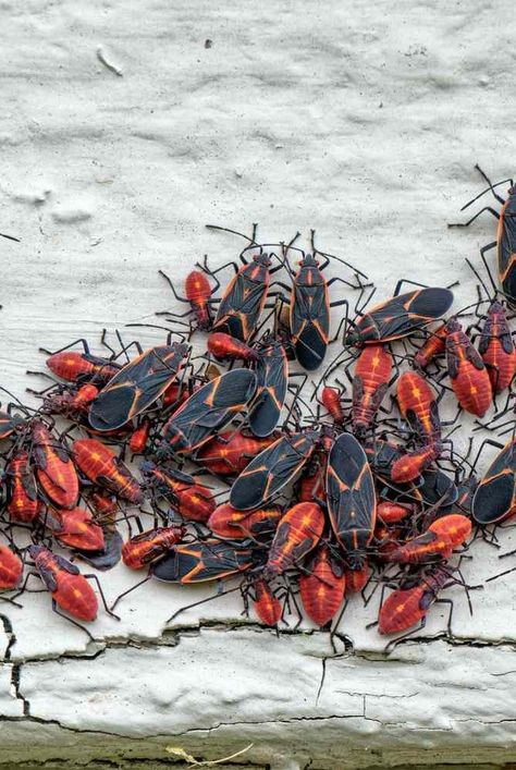 Boxelder bugs are pesky home invaders. Follow these expert garden pest and disease control tips to get rid of them and prevent their return. #bugs #pests #boxelderbugs #home Get Rid Of Mealy Bugs, How To Prevent Bed Bugs, Get Rid Of Box Elder Bugs, Box Elder Bugs, Bug Infestation, Plants That Repel Bugs, Natural Insecticide, Stink Bugs, Stone Fruits