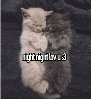 Ily Cat Pics, Goodnight Cat Images, Cat Saying Goodnight, Goodnight For Her, Good Night Cat Images, Gn Cat, Good Night Kitty, Cat Good Night, Goodnight Cat