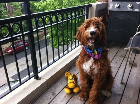 Irish Doodle Facts, Temperament, Training, Diet, Puppies, Pictures Irish Setter Puppies, Irish Doodle Full Grown, Irish Setter Training, Irish Setter Doodle, Hypoallergenic Puppies, Irish Setter Puppy, Irish Doodle, Field Irish Setter, Red And White Setter