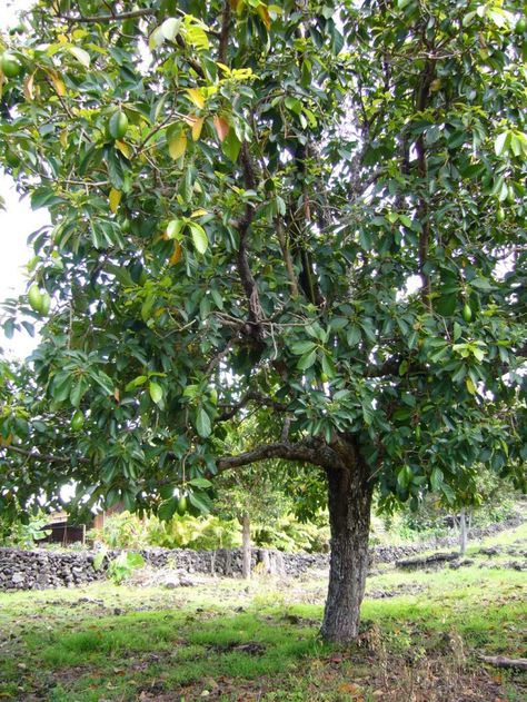 Growing avocado from seed or pit is fun and easy to do.  Here is how you can grow your very own avocado tree from seed.  Also learn some tips on how to take care of your avocado tree. Grow Avocado From Seed, Avocado From Seed, Avocado Picture, Avocado Seed Growing, Cashew Tree, Avocado Trees, Bush Tucker, Avocado Plant, Grow Avocado