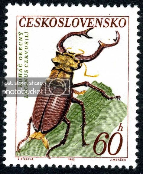 Click to see a Larger Image! Lucanus Cervus, Ground Beetle, Rhinoceros Beetle, Entomology Art, Postage Stamp Design, Mail Stamp, Stag Beetle, Postage Stamp Art, Stamp Printing