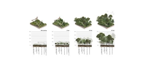 Depiction of Sapling Growth Over Time Landscape Architecture Magazine, Analysis Diagram, Forest Project, Landscape Diagram, Landscape Architecture Diagram, Landscape Architecture Graphics, Urban Heat Island, Urban Forest, Landscape Sketch