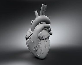 Science 3D Printing Models | CGTrader 3d Printed Heart, Heart Organ, Heart 3d, Anatomy Sculpture, Human Organ, Muse Art, Heart Day, Anatomical Heart, Female Anatomy