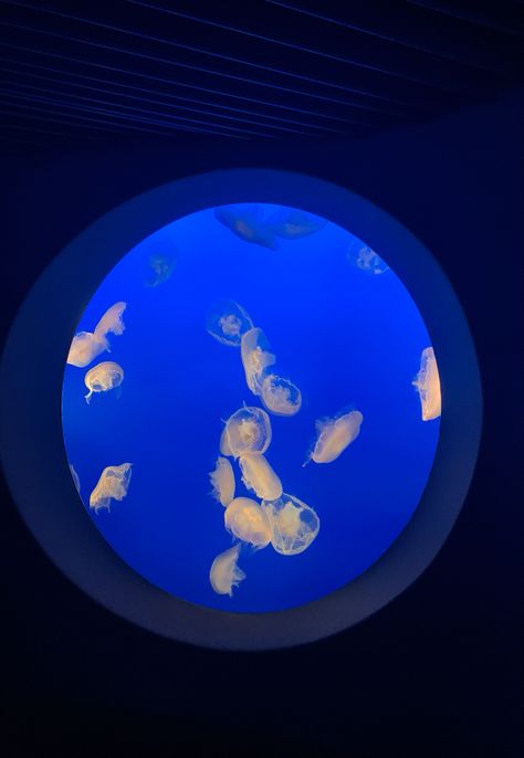 Baltimore Aquarium, Aquarium Jellyfish, Monterey Ca, Marine Biologist, Marine Biology, Year 2024, Senior Year, Monterey, Jellyfish