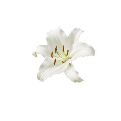 Wildon Home® White Lilly Flower - Wrapped Canvas Photograph 12.0 H x 18.0 W x 1.25 D in whiteCanvas | 12" H x 18" W | Wayfair logodesain #socialdesign #logosai #logoexcellent☀️. Flower White Background Aesthetic, White Lily Aesthetic, White Home Screen, White Flowers Aesthetic, White Aesthetic Icon, White Widgets, Lilies Flowers, White Lily Flower, Cross Pictures