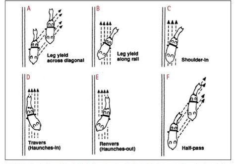 So you've gotten to second level dressage, and now your trainer is asking you and your horse to learn "collective movements", namely, shoulder-in, travers, and renvers. Why, you wonder, do we have to... Dressage Exercises, Horse Training Exercises, Horse Lessons, Dressage Training, Horse Exercises, Horse Riding Tips, Horse Training Tips, Horse Dressage, Riding Lessons