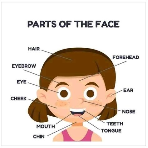 Face Parts For Kids, Face Vocabulary, Pre Algebra Worksheets, Seventh Grade Math, Face Printable, Face Parts, Vocabulary Book, English Exam, 7th Grade Math