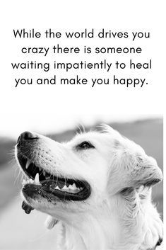 Quotes Sayings and Affirmations  Dogs provide unconditional love. Love your dog and teach others to be kind to animals. Their time here is short and you are their life. Dog Love Quotes Unconditional, Pet Quotes Dog, If Dogs Could Talk, Dog Stencil, Pet Quotes, Dog Poems, Pet Logo, Short Dog, Dog Quotes Love