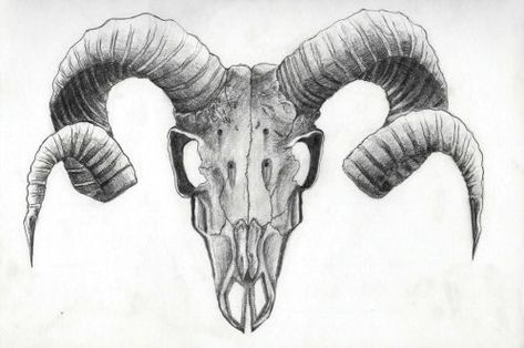 Animal Skull Drawing, Tattoo Goat, Kneadable Eraser, Skull With Horns, Tier Tattoo, Head Study, Hb Pencil, Goat Head, Capricorn Tattoo