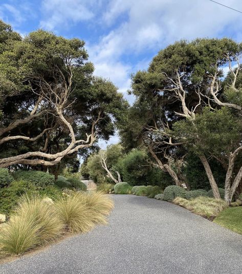 Tree Elevation, Coastal Garden, Native Gardens, Australian Native Garden, Residential Landscape, Landscape Inspiration, Beach Garden, Coastal Gardens, Shed Homes