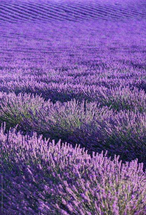 Lavender Aesthetic, Anime Muslim, Colour Combos, Lavender Plant, Lovely Lavender, Lavender Fields, Save The Bees, Lavender Flowers, Aesthetic Vintage