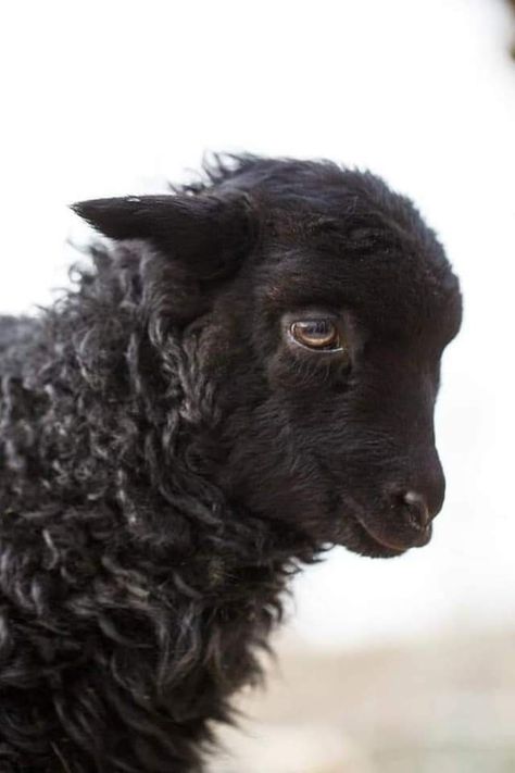 Black Sheep Aesthetic, Black Goats, Black Sheep Art, Farm Pets, Cloven Hooves, Icelandic Sheep, Felted Sheep, Sheep Illustration, Baa Baa Black Sheep