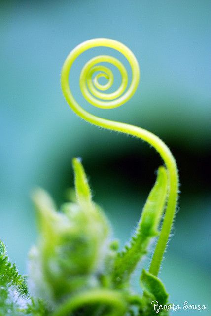 The Koru (or spiral) is the symbol of a fern frond unfurling (birth of life) to Maori... representing new beginnings. Spirals In Nature, Foto Macro, Maori Art, Colorful Roses, Patterns In Nature, Macro Photography, Sacred Geometry, Amazing Nature, Nature Beauty