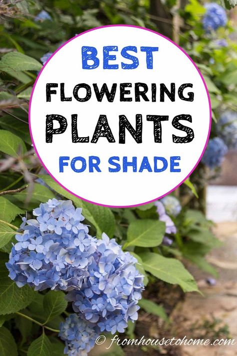 Looking for plants to grow in shade outdoors? This list of shade-loving shrubs and perennials that have beautiful flowers will really help you create a beautiful backyard landscape. #fromhousetohome #ShadePerennials #ShadeGarden #Landscaping Partial Shade Perennials, Shade Plants Container, Flowering Shade Plants, Perennials Low Maintenance, Shade Loving Shrubs, Plants Under Trees, Shady Garden, Flowering Perennials, Garden Shade