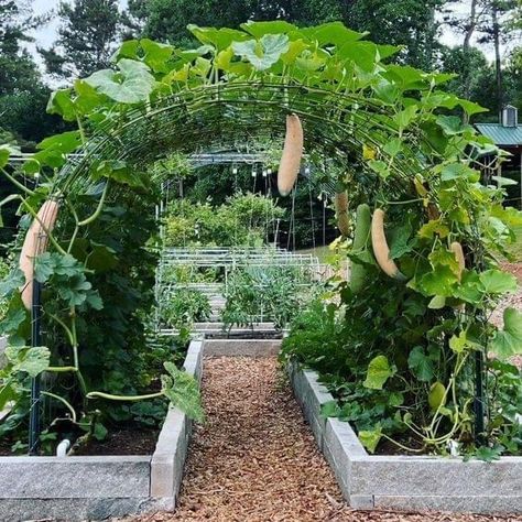 Garden Arches For Vegetables, Veggie Garden Archway, Veggie Garden Arch, Urban Food Forest, Vertical Garden Arch, Vegetable Arch Trellis, Vegetable Garden Arch, Vegetable Arch, Trellis Tunnel