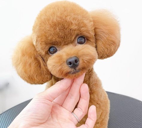 Miniature Poodle Haircut Styles Teddy Bears, Toy Poodle Teddy Bear Cut, Toy Poodle Haircut Styles, Toy Poodle Haircut Teddy Bears, Toy Poodle Puppy Cut, Miniature Poodle Haircuts, Sew Dog Clothes, Teacup Puppy Breeds, Poodle Teddy Bear Cut