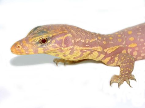 Water Monitor Lizard, Chameleon Lizard, Water Monitor, Monitor Lizard, Dinosaur Crafts, Reptiles Pet, Arachnids, Interesting News, Reptiles And Amphibians