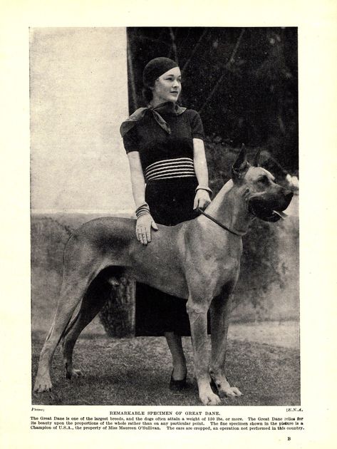 IMPRIMÉ ANCIEN CHIEN dogue danois Avec Maureen O'Sullivan et son champion danois. Ancienne impression de chien dogue allemand - une page soigneusement retirée d'un livre vintage des années 30.  Il s'agit de la page d'un livre des années 30, et non d'une réimpression moderne.  Il mesure environ 8 x 10,5 pouces et est en très bon état.  A noter de très légères plis, une impression légèrement de travers sur la page, et il y a des photographies au verso. IMPRESSIONS DANEMARK : https://etsy.me/42qO126 Autres impressions de chien : https://etsy.me/3hy3pmJ COLLECTIONS D'IMPRESSIONS ET DE CARTES DANS MA BOUTIQUE : IMPRESSIONS D'ART CHIEN : https://etsy.me/3hy3pmJ IMPRESSIONS D'ART CHEVAL : https://etsy.me/3lxlVO9 Impressions d'art chat : https://etsy.me/2DiVhqR IMPRESSIONS D'OISEAU : http://etsy.m Maureen O'sullivan, Wall Decor Birthday, Horse Art Print, Dane Dog, Great Dane Dogs, Cocker Spaniel Dog, Dog Artwork, Dog Books, Dog Print Art