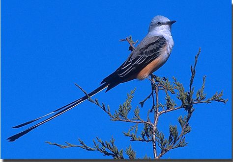 Scissor-tailed Flycatcher~ Oklahoma state bird Yellow Birds, Oklahoma History, Animal Action, Dust Bowl, Travel Oklahoma, State Birds, Oklahoma State, Pretty Birds, Bird Photography