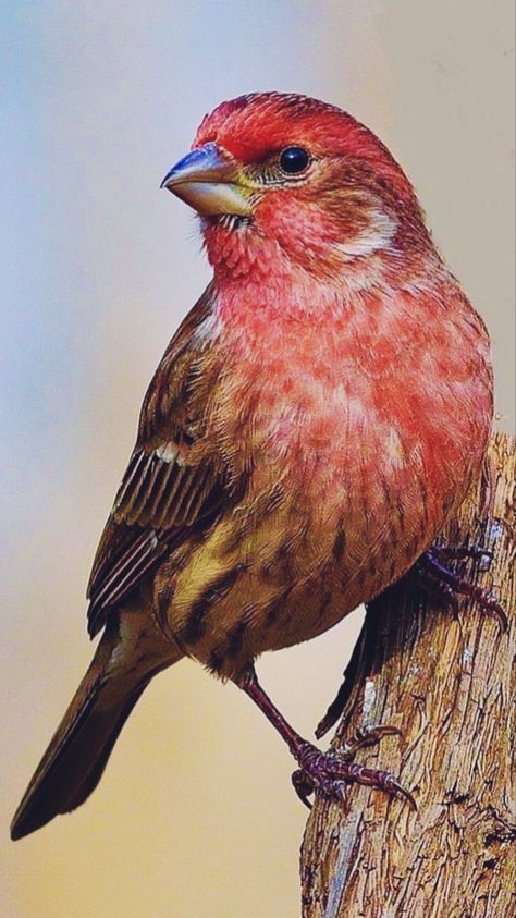 Minnesota Birds, Bird Parakeet, Bird Painting Acrylic, House Finch, Most Beautiful Birds, Finches, Beautiful Bird, Nature Birds, Foto Art