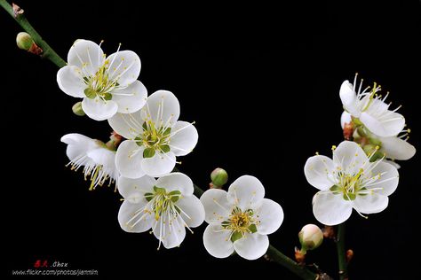 梅花 plum blossom | Sigma 150mm F2.8 MACRO OS | 愚夫.chan | Flickr Plum Blossom Tree, Prunus Mume, Chinese Flowers, Flower Chart, Apricot Blossom, Plum Flowers, Good Morning Images Flowers, Blossoms Art, Cherry Blossom Flowers