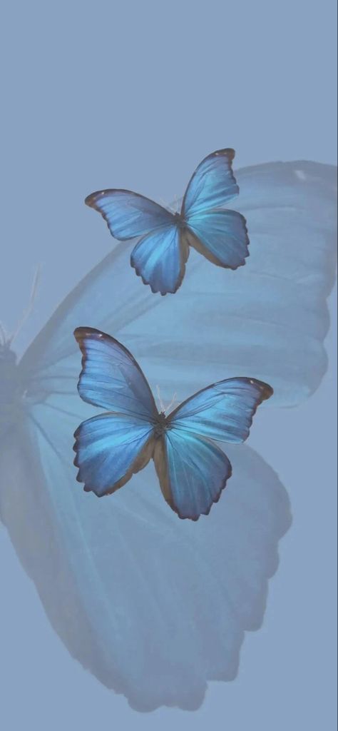 Blue Buterfluffy Wallpaper, Blue Morpho Butterfly Aesthetic, Morpho Butterfly Aesthetic, Butterfly Lockscreen, Blue Butterfly Aesthetic, Morpho Azul, Blue Butterfly Wallpaper, Dark Landscape, Blue Morpho Butterfly