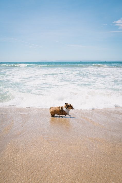 Running like the wind! Nail Polish Natural, Beach Dogs, Dog Training Books, Cute Corgi Puppy, Dog Movies, Best Dog Toys, Shark Swimming, Nail Polish Set, Corgi Puppy