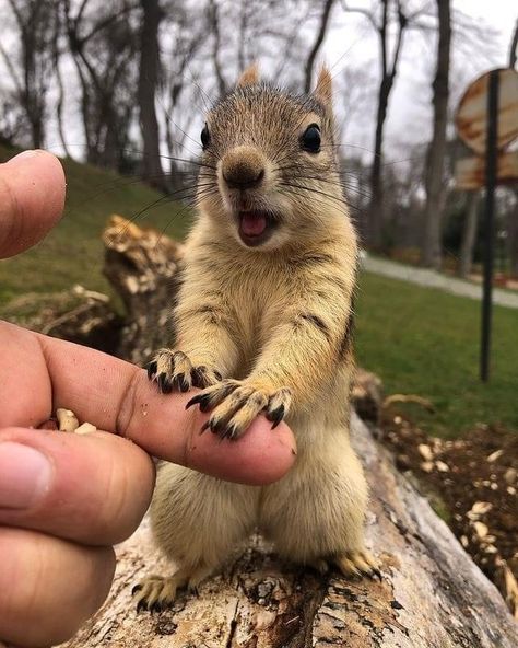 Squirrel Dressed Up, Squirrels Cute, Squirrel Pfp, Drawing Squirrel, Squirrel Pet, Tree Rat, Squirrel Drawing, Squirrel Cute, Pet Squirrel