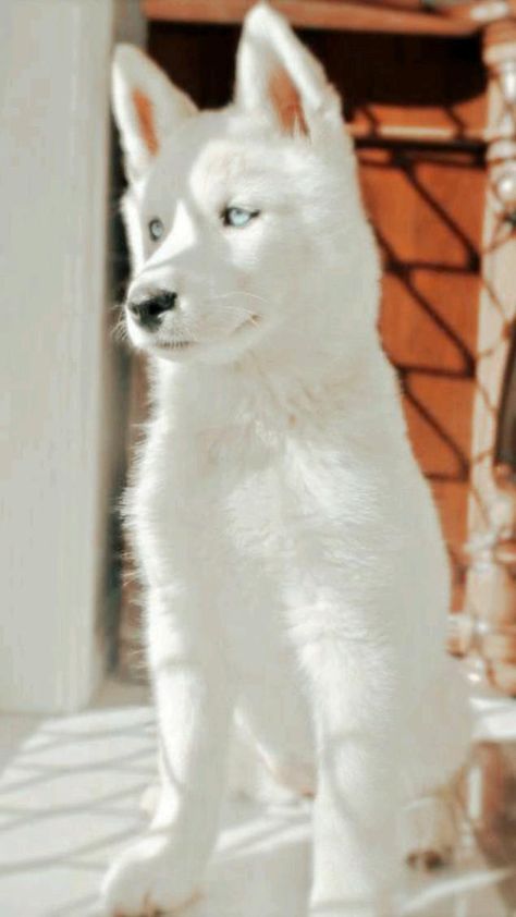 Cut Dogs, Caine Husky, Aesthetic Animals, Puppies Cute, Really Cute Puppies, Super Cute Puppies, Cute Dog Photos, Cute Animals Puppies, Very Cute Dogs