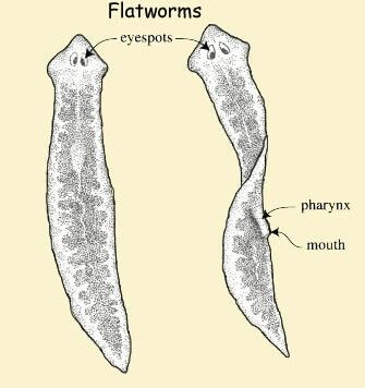 Since flatworms have bilateral symmetry they can reproduce asexually. The body will breakoff into two piece and each peice will become a new worm. Phylum Platyhelminthes, Bilateral Symmetry, Med Notes, Design Sketchbook, Fashion Design Sketchbook, Pre Med, Favorite Animals, Drawing Easy, Zoology