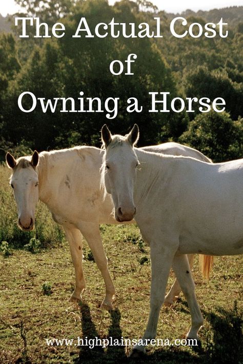 How Much Does It Cost To Own A Horse, 2 Horse Stable, How To Care For Horses, Owning A Farm, New Horse Owner Checklist, Jobs That Involve Horses, Horse Ownership For Beginners, How To Care For A Horse, How To Take Care Of A Horse