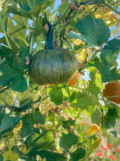 This guide will teach you how growing pumpkins in small spaces the right way can result in a healthy, plentiful pumpkin harvest in your small garden. Are you ready for your best season yet? Pumpkin Harvest, Growing Pumpkins, Best Seasons, Small Garden, Pumpkins, Small Spaces, Canning