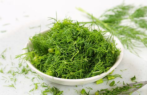 Dill Flowers, Salt Free Diet, Fish Cocktail, Salmon Dill, Indigestion Remedies, Green Salads, Fish Chowder, Broad Beans, Frosting Tips