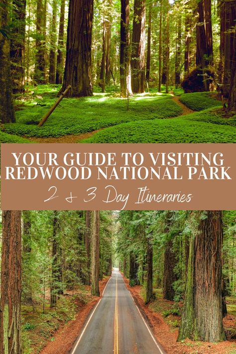 Avenue Of The Giants, Northern California Road Trip, Redwoods California, Redwood National And State Parks, California Redwoods, State Park Camping, Redwood National Park, National Park Road Trip, Utah Travel