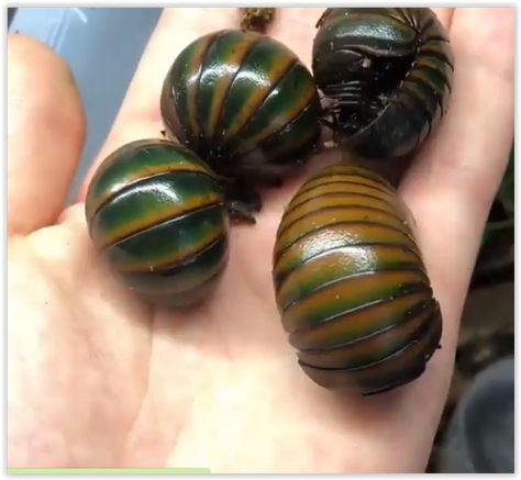 Colorful pill millipedes from Madagascar Pill Millipede, Pill Bugs, Rhino Beetle, Pill Bug, Sweet Drawings, Bug Boy, Cool Bugs, A Bug's Life, Beautiful Bugs